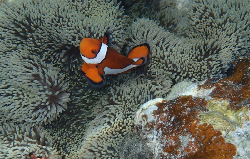 �@�̍����݁E�������@�΍�Ɂb��p�N���C���p�b�N�y�����Y�N���A�����z
���T�C�g